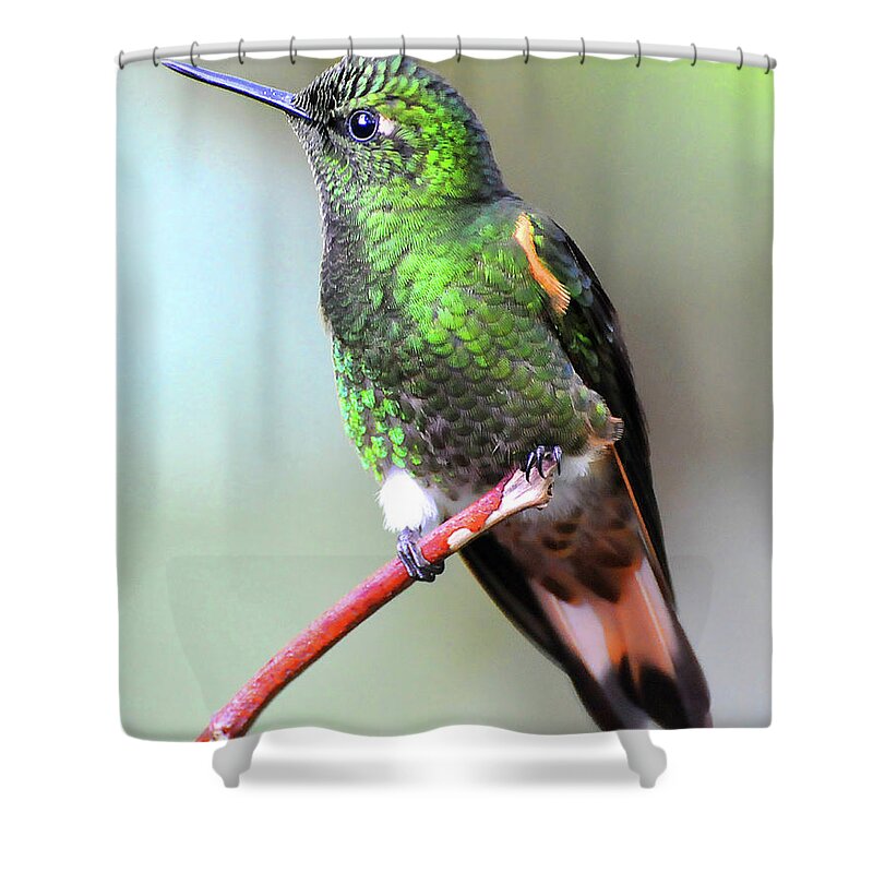 Buff Shower Curtain featuring the photograph Buff Hummingbird by Ted Keller