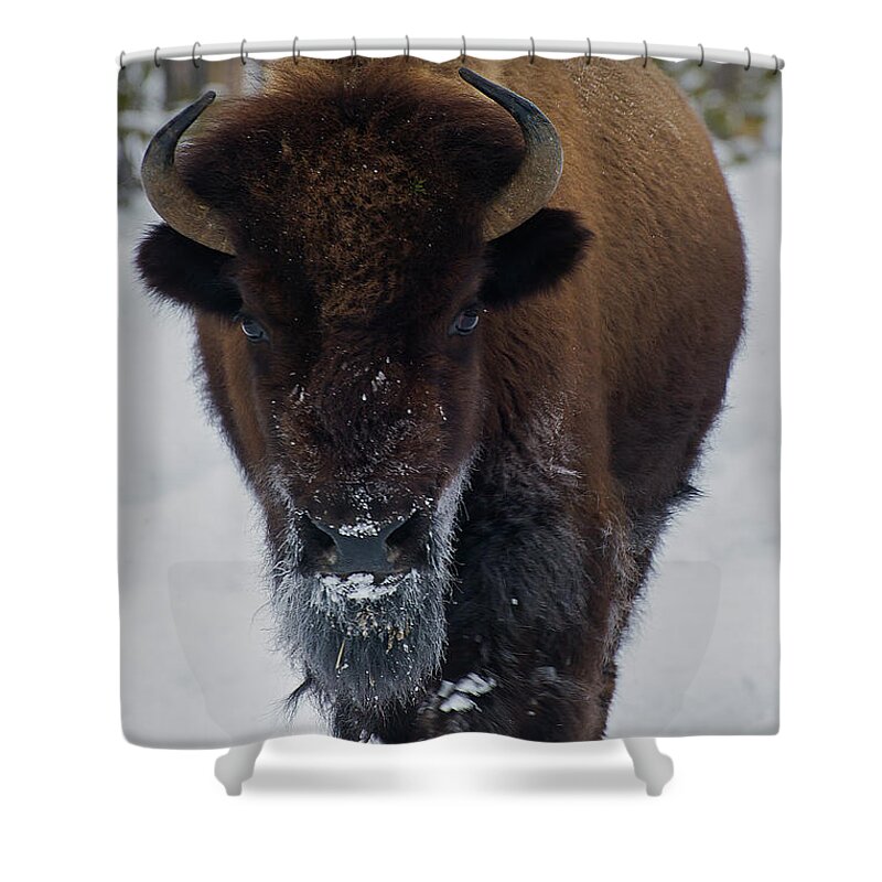 Buffalo Shower Curtain featuring the photograph Buffalo In Snow-Signed-#1204 by J L Woody Wooden