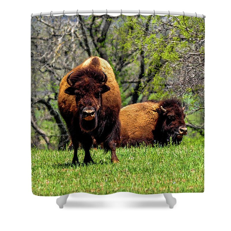 Texas Shower Curtain featuring the photograph Buffalo Posing by Marilyn Burton