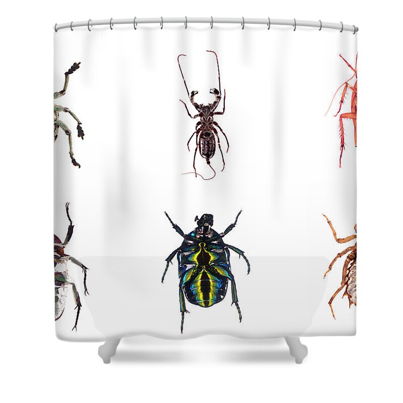 Bug Shower Curtain featuring the photograph Bug Series Underbelly Set by Clayton Bastiani