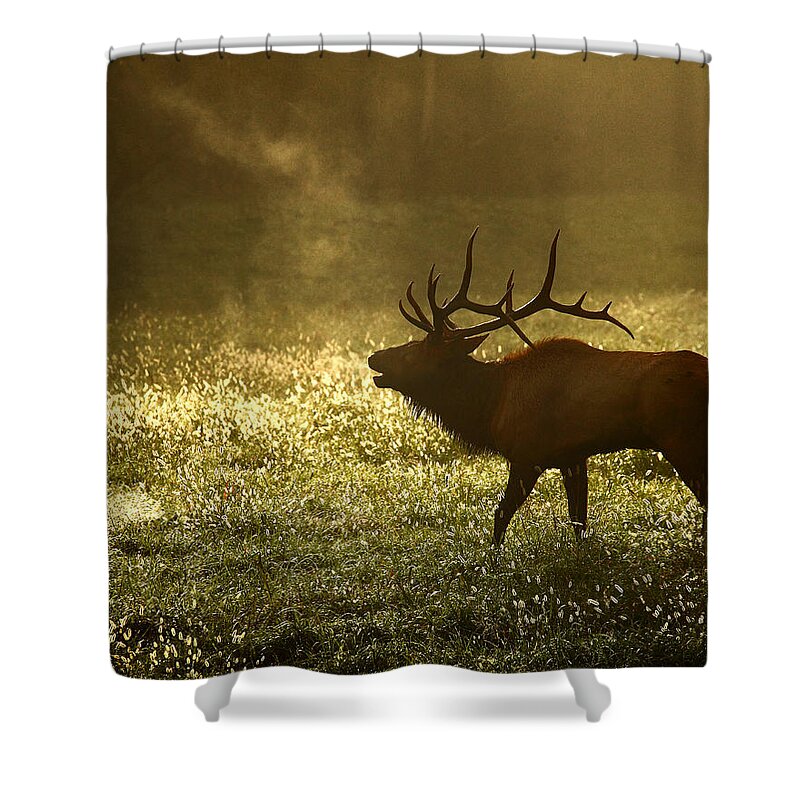 Bull Elk Shower Curtain featuring the photograph Bugling Elk in November Sunrise by Michael Dougherty
