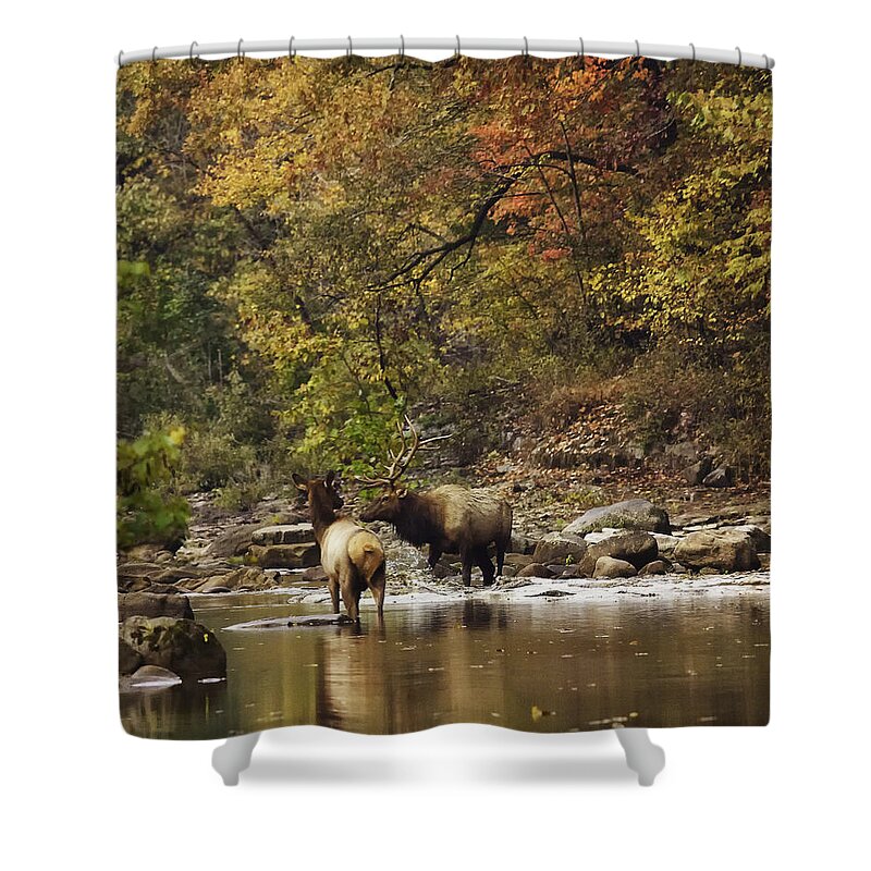 Bull Elk Shower Curtain featuring the photograph Bull and Cow Elk in Buffalo River Crossing by Michael Dougherty