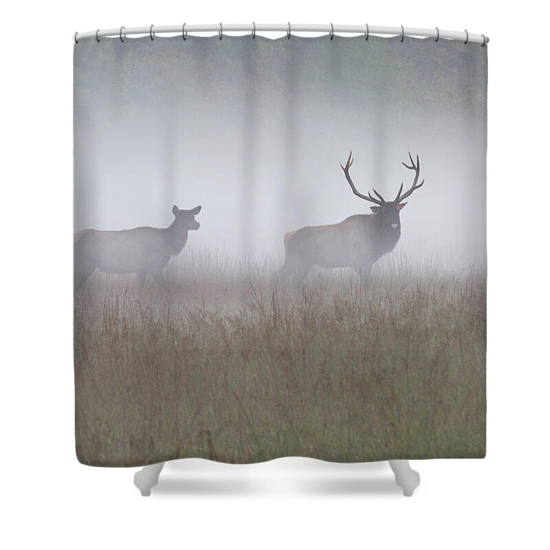 Elk Shower Curtain featuring the photograph Bull and Cow Elk in Fog - September 30 2016 by D K Wall