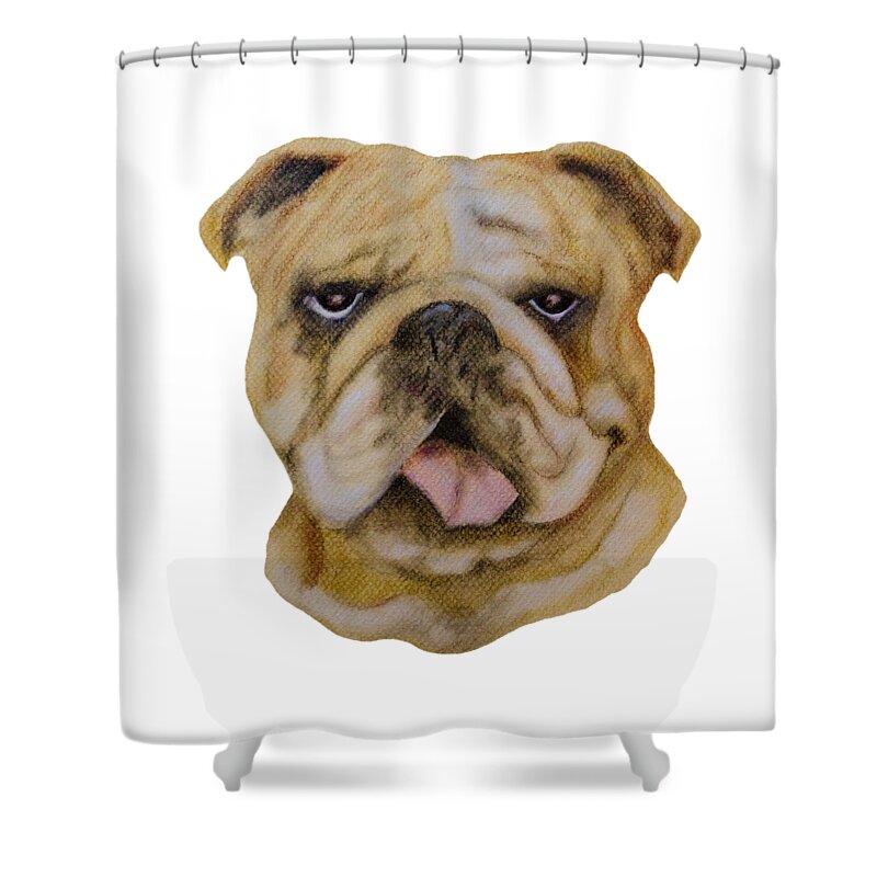 Drawing Shower Curtain featuring the drawing Bull Dog Portrait by John Stuart Webbstock
