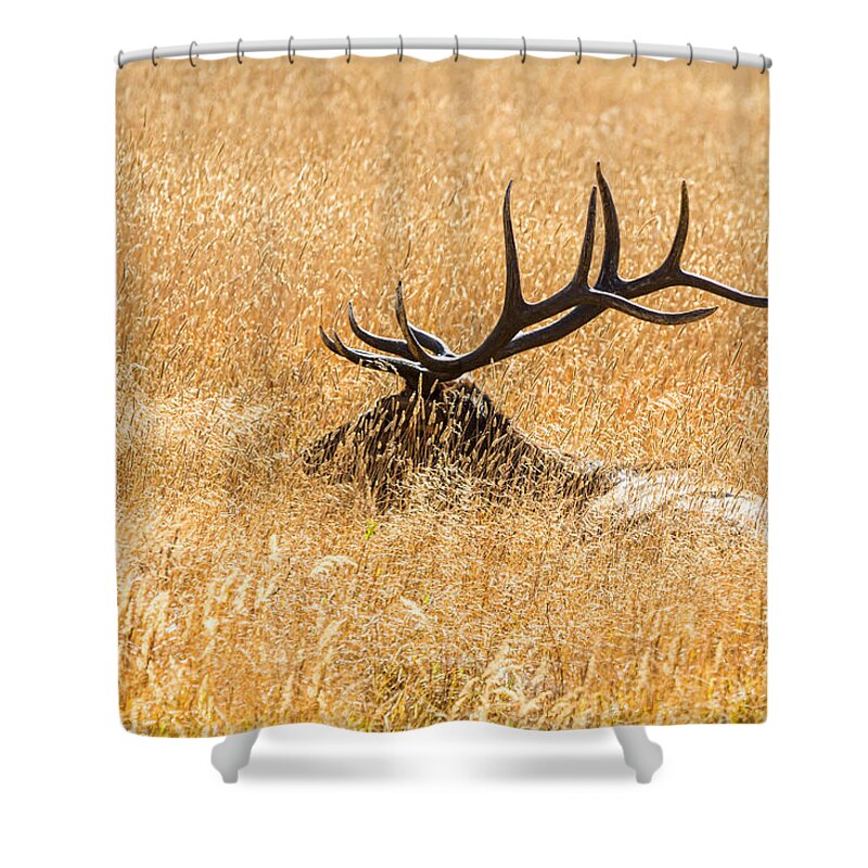 Bull Shower Curtain featuring the photograph Bull Elk Bedded Down by James BO Insogna