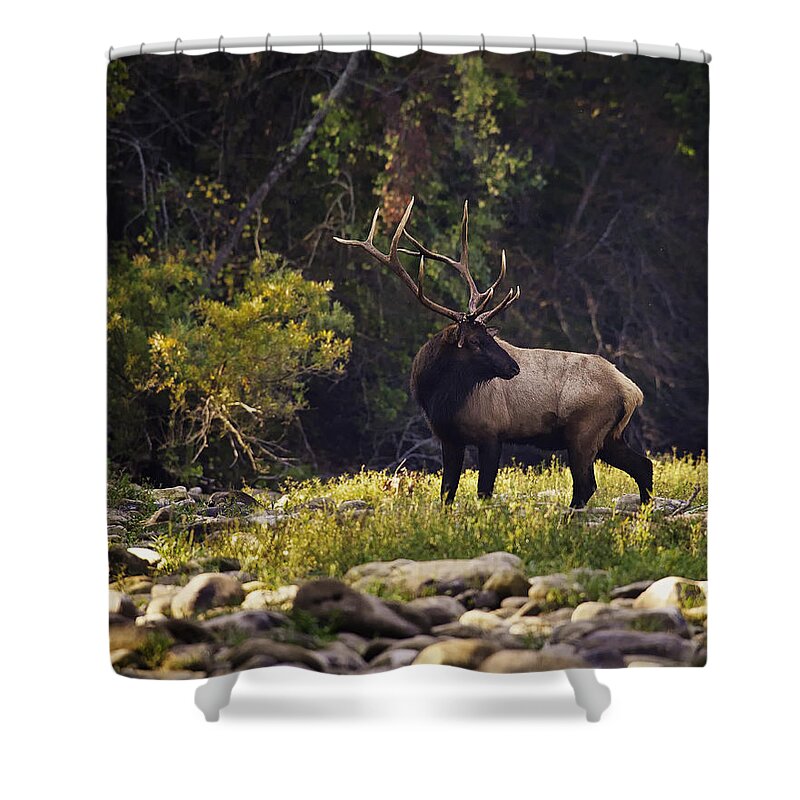 Bull Elk Shower Curtain featuring the photograph Bull Elk Checking for Competition by Michael Dougherty