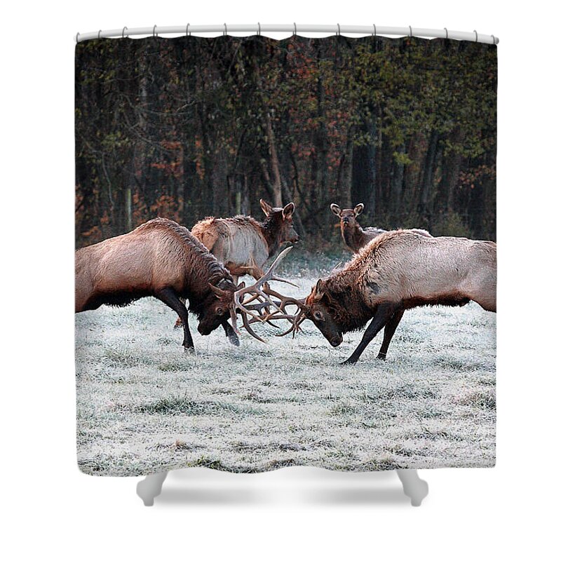 Bull Fight Shower Curtain featuring the photograph Bull Elk Fighting in Boxley Valley by Michael Dougherty