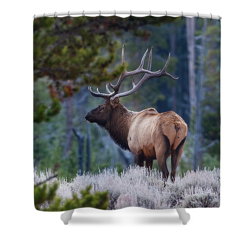 Mark Miller Photos Shower Curtain featuring the photograph Bull Elk in Forest by Mark Miller