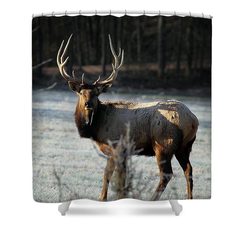 Bull Elk Shower Curtain featuring the photograph Bull Elk in Frosty Field by Michael Dougherty