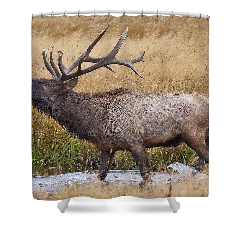 Elk Shower Curtain featuring the photograph Bull Elk in Yellowstone by Wesley Aston