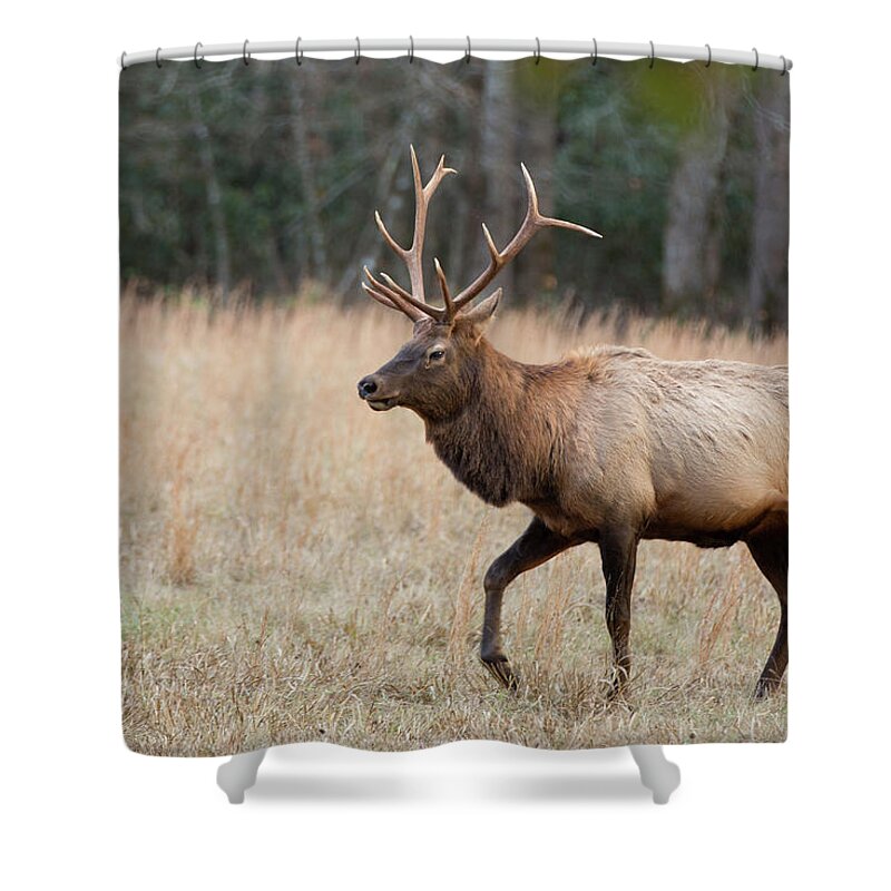 Deer Shower Curtain featuring the photograph Bull Elk by Jack Nevitt