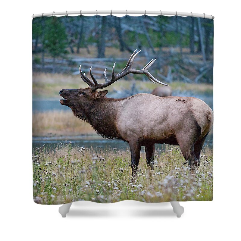 Antelope Shower Curtain featuring the photograph Bull Elk Next to River by Wesley Aston