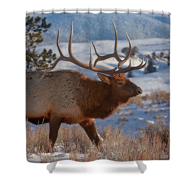 Mark Miller Photos Shower Curtain featuring the photograph Bull Elk on a Winter Day by Mark Miller