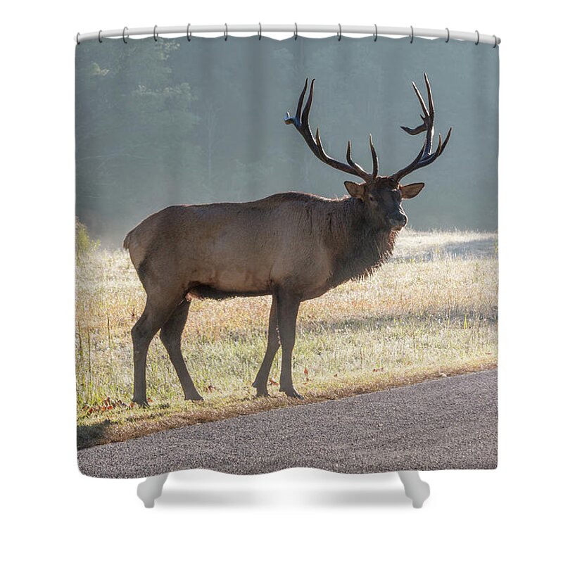 Bull Shower Curtain featuring the photograph Bull Elk Watching by D K Wall