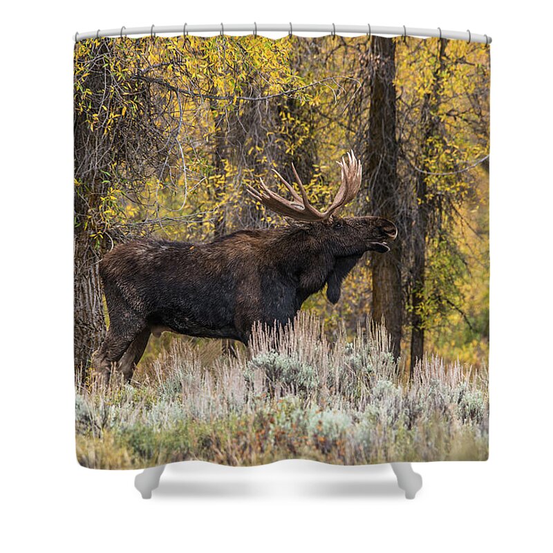 Bull Shower Curtain featuring the photograph Bull Moose Talk by Yeates Photography