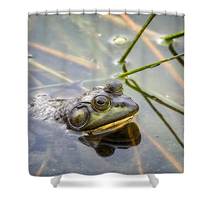 Bullfrog Shower Curtain featuring the photograph Bullfrog by David Kay