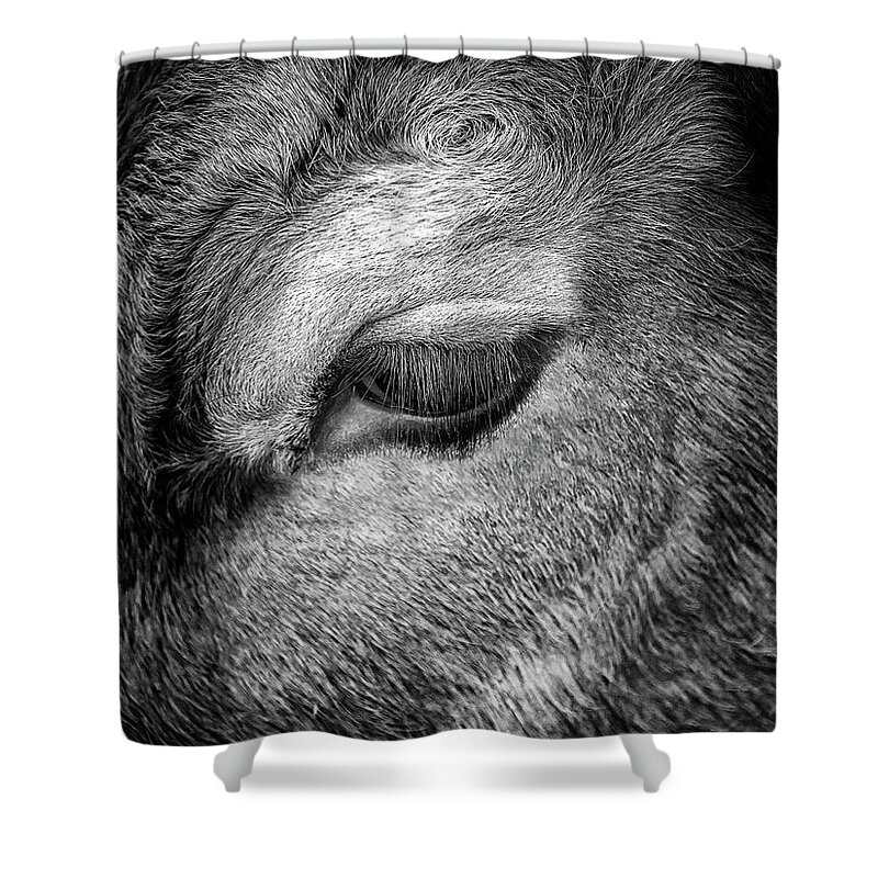 Bull Shower Curtain featuring the photograph Bulls Eye by Nick Bywater