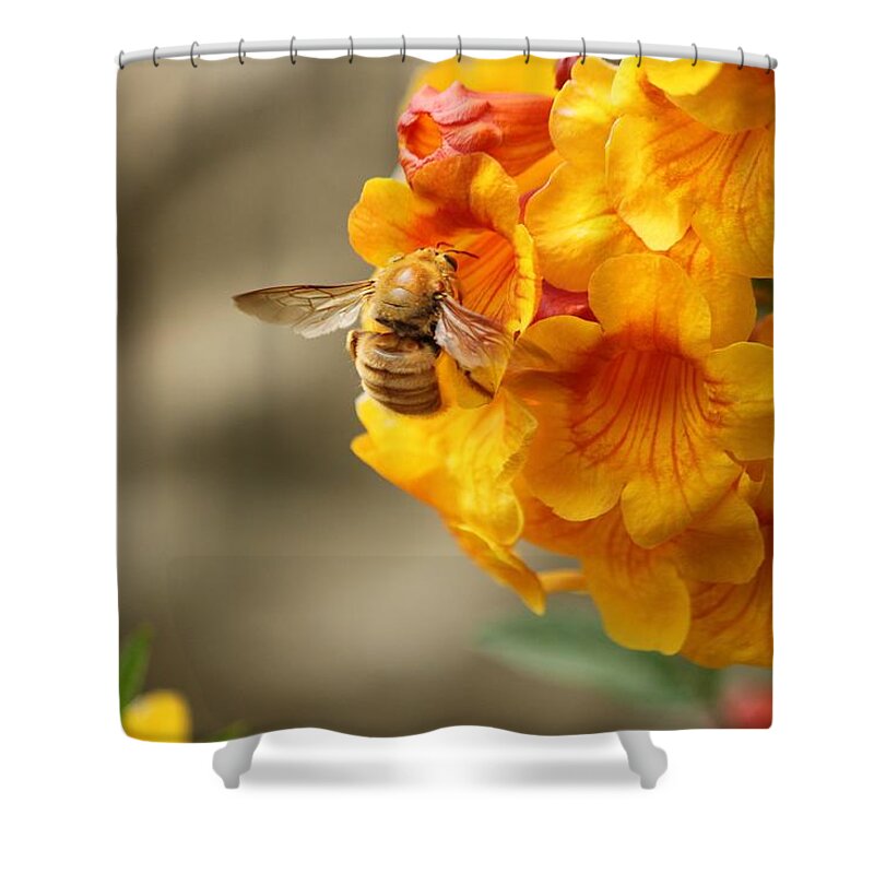 Bumble Bee Shower Curtain featuring the photograph Bumble Bee Fiesta by Amy Gallagher