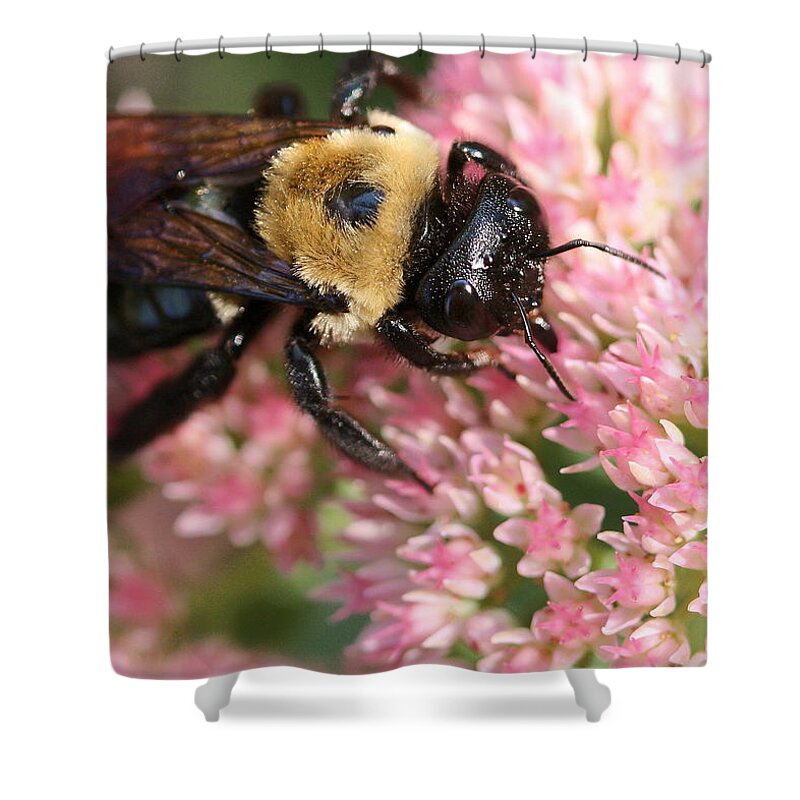 Bee Shower Curtain featuring the photograph Bumble Bee Macro by Angela Rath