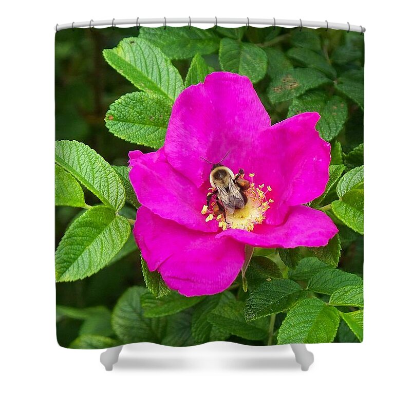 Bumble Bee On A Wild Rose Shower Curtain featuring the photograph Bumble Bee On A Wild Rose by Joy Nichols