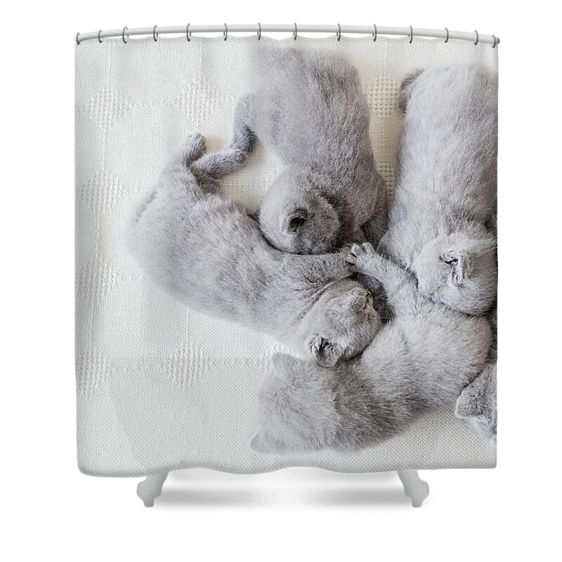Cat Shower Curtain featuring the photograph Bunch of fluffy cats. British shorthair. by Michal Bednarek
