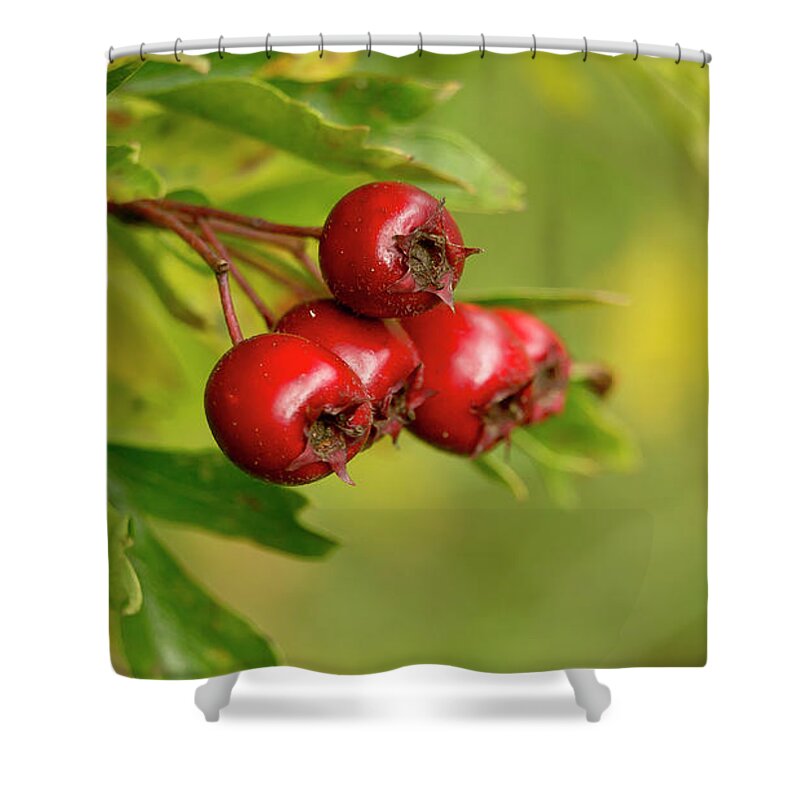 Bunch Shower Curtain featuring the photograph Bunch of Hawthorn berries by Elena Perelman