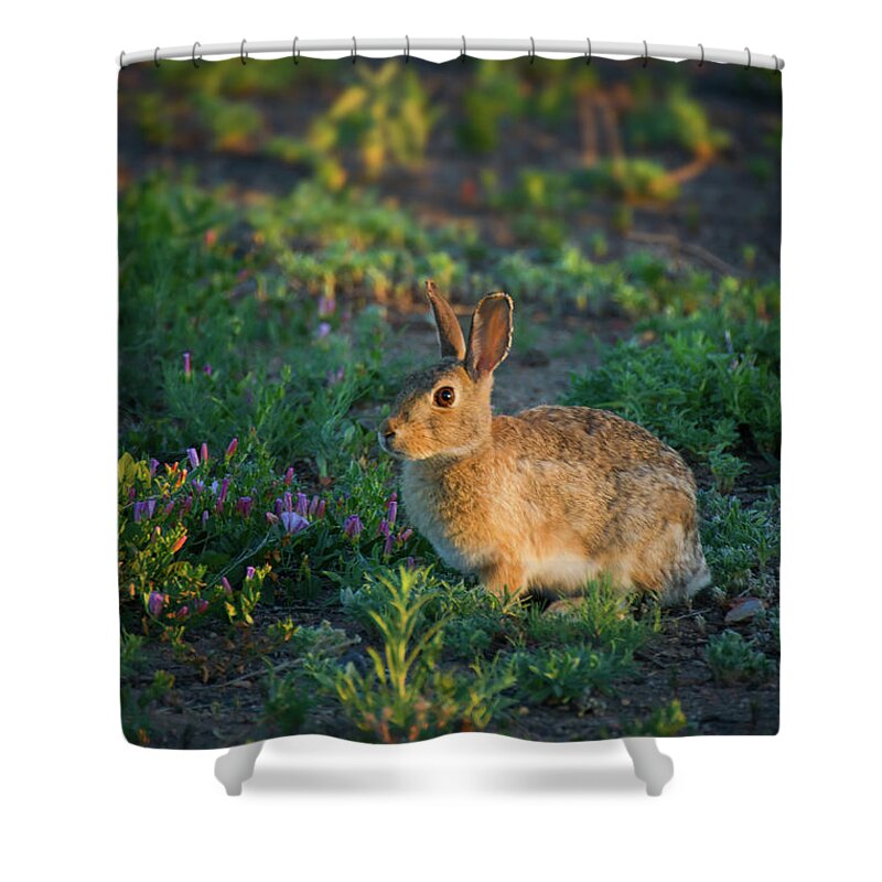 Colorado Shower Curtain featuring the photograph Bunny In Golden Hour Light by John De Bord
