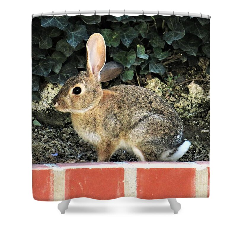 Bunny Shower Curtain featuring the photograph Bunny on My Wall by Laurie Morgan