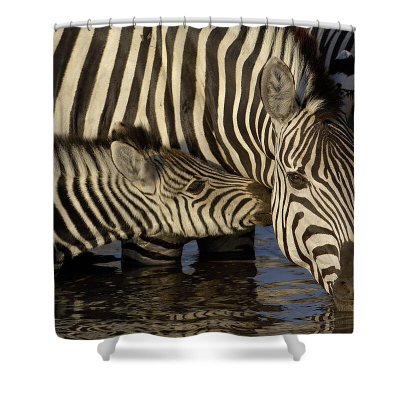 00217961 Shower Curtain featuring the photograph Burchells Zebra Foal Nuzzling by Pete Oxford