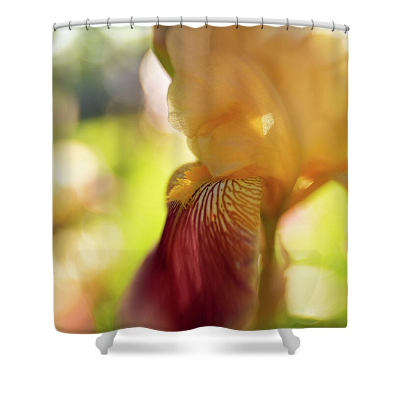 Iris Shower Curtain featuring the photograph Burgundy dreams by Pamela Taylor