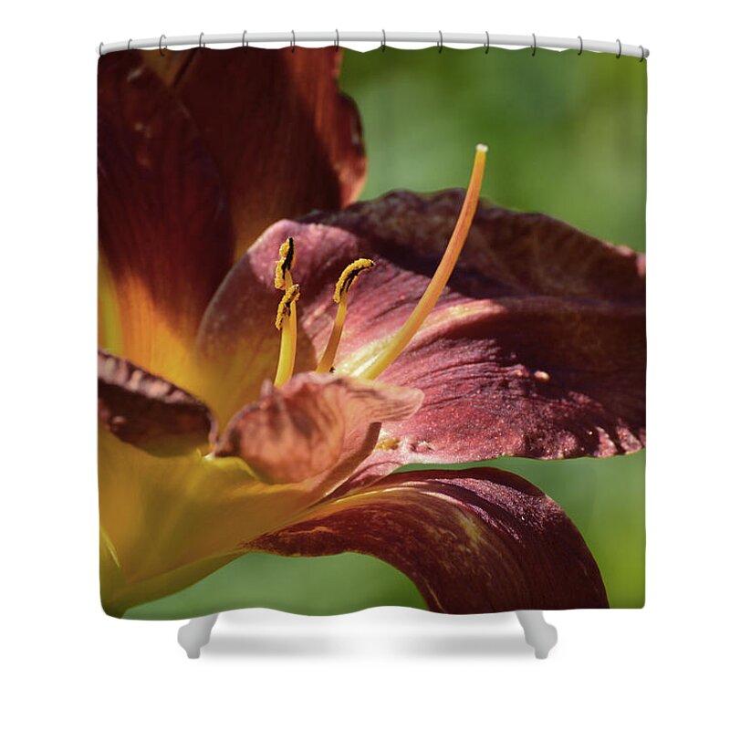 Lily Shower Curtain featuring the photograph Burgundy Lily Pistil and Stamen by Lyle Crump