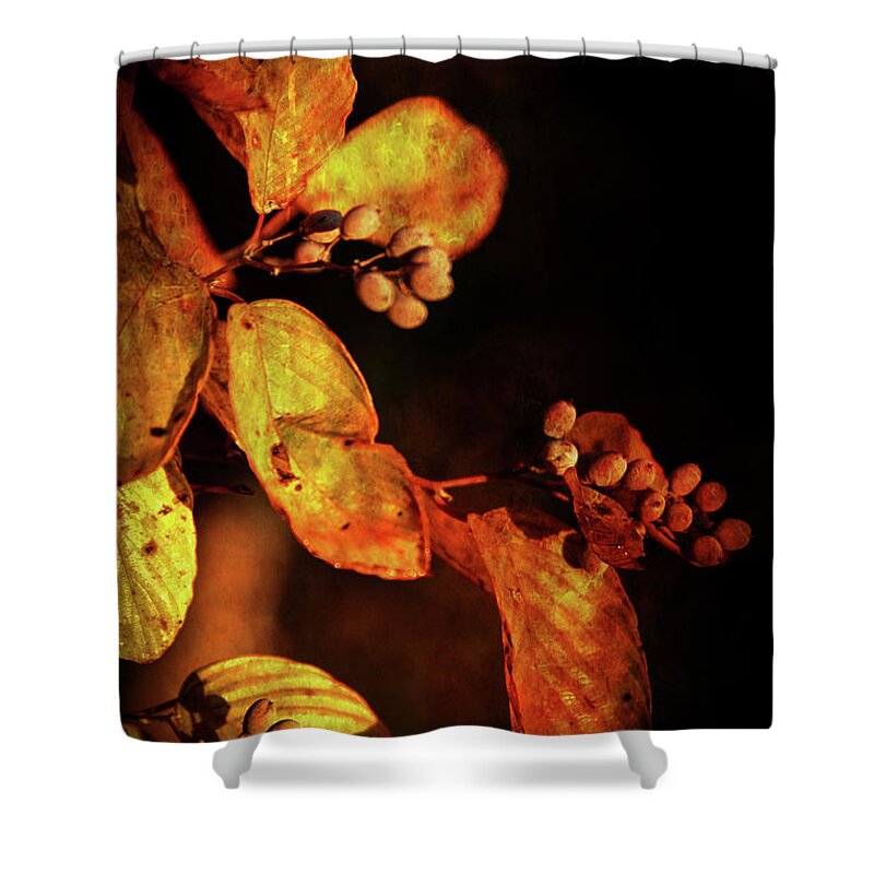 Burnt Shower Curtain featuring the photograph Burnt Autumn Berries 6043 H_3 by Steven Ward