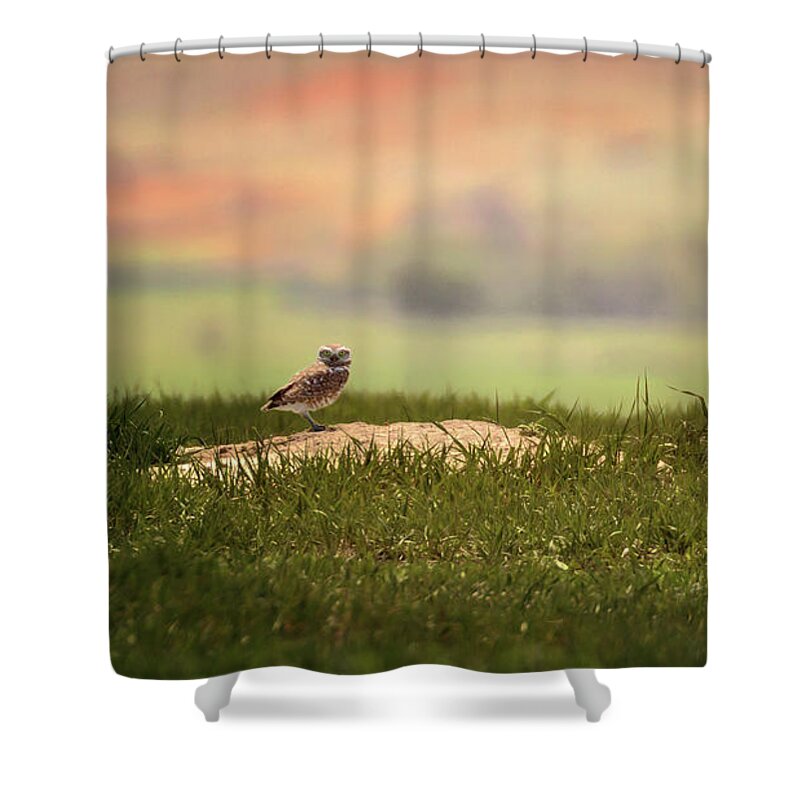 Burrowing Owl Shower Curtain featuring the photograph Burrowing Owl 2 by Susan Rissi Tregoning