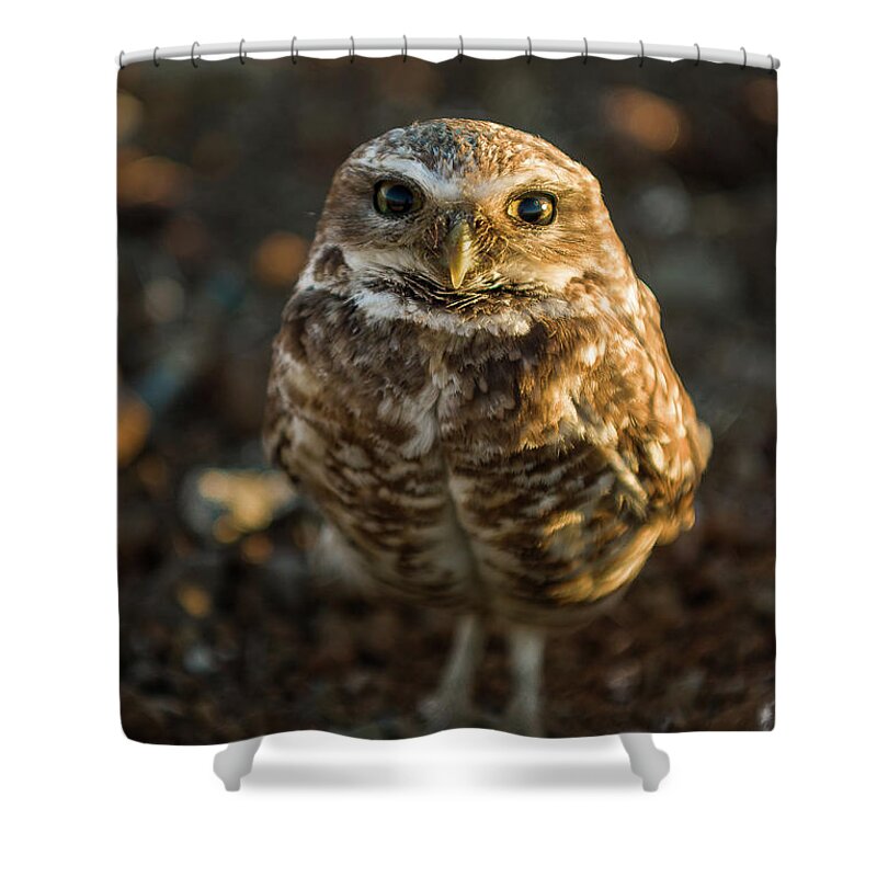 Cute Shower Curtain featuring the photograph Burrowing Owl by Dean Birinyi