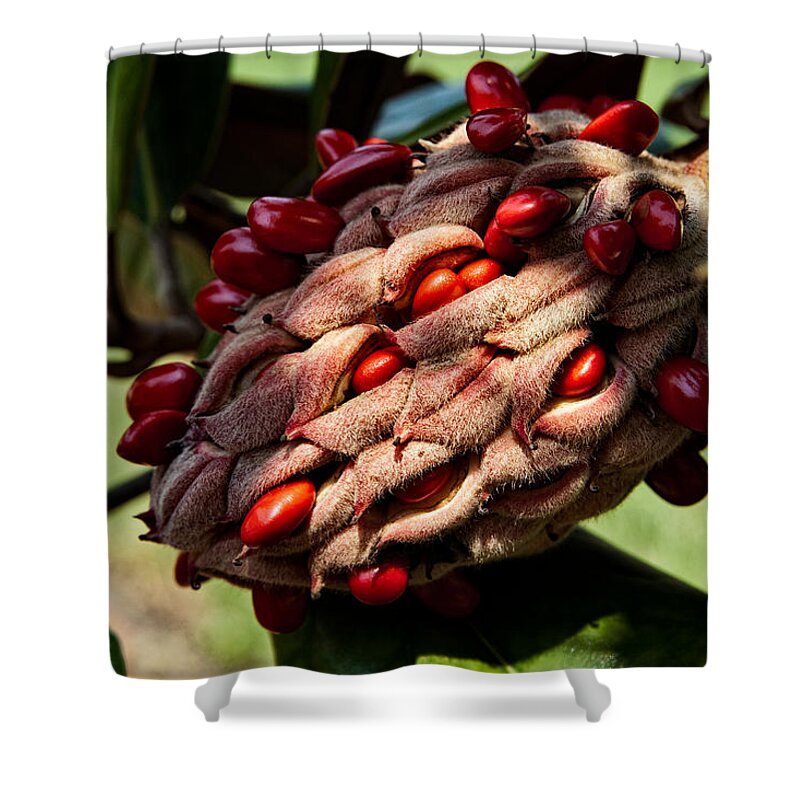 Seed Shower Curtain featuring the photograph Bursting Forth by Christopher Holmes