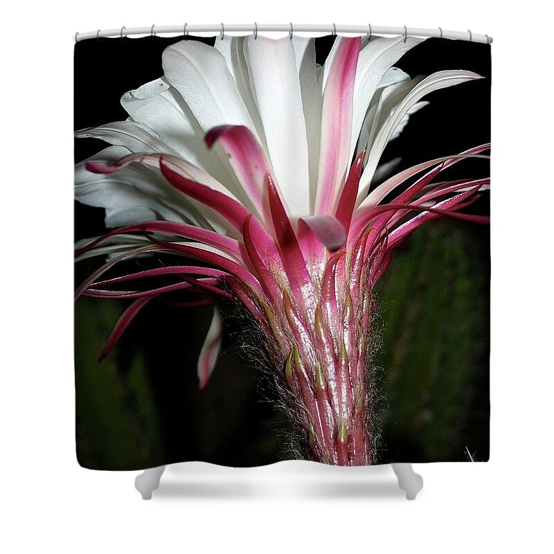 Bloom Shower Curtain featuring the photograph Bursting Forth by Patricia Haynes
