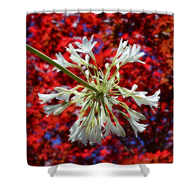 Fireworks Shower Curtain featuring the photograph Bursting In Air by Donna Blackhall