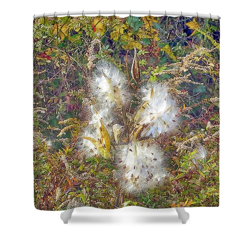 Milkweed Shower Curtain featuring the photograph Bursting Milkweed Seed Pods by Constantine Gregory
