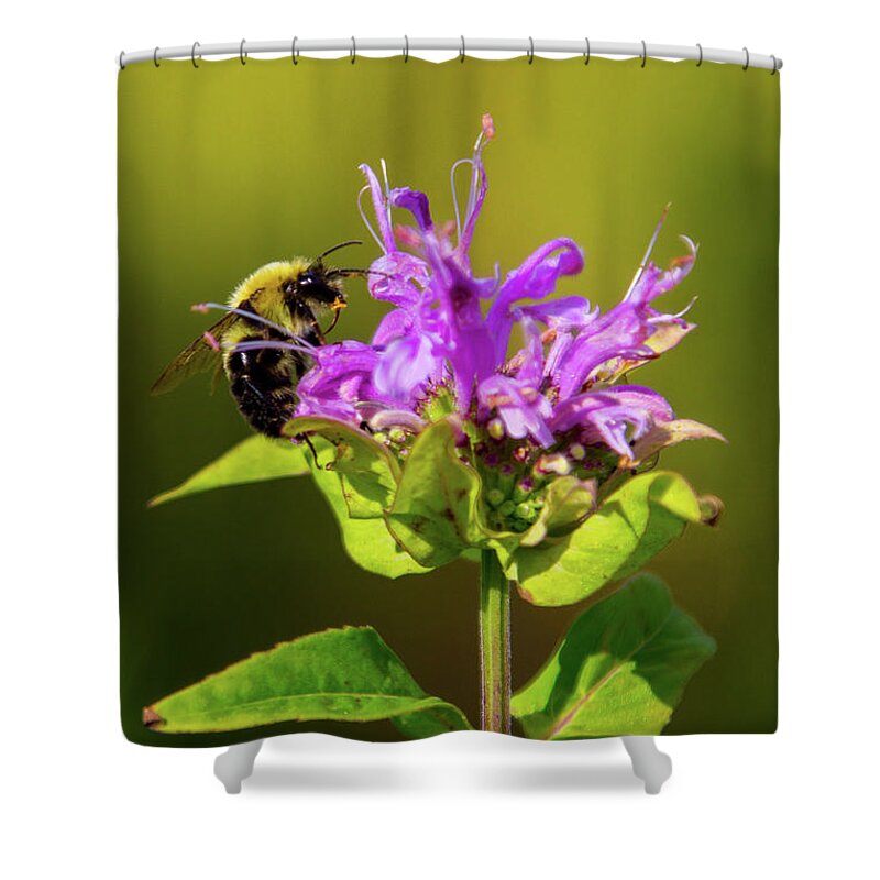Bee Shower Curtain featuring the photograph Busy as a Bee by Darryl Hendricks