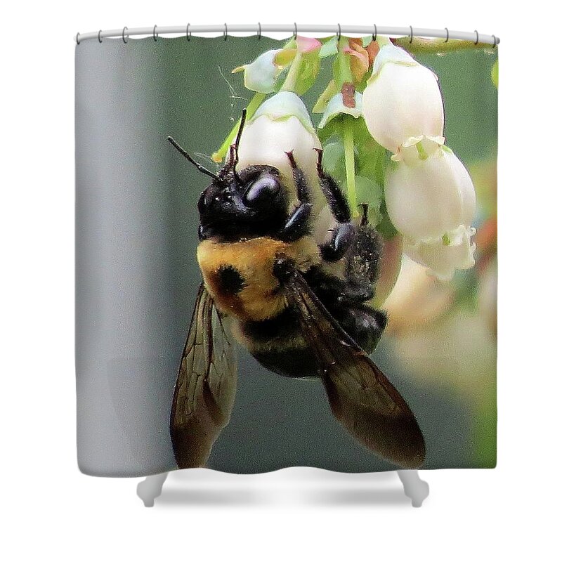 Bees Shower Curtain featuring the photograph Busy Bee on Blueberry Blossom by Linda Stern