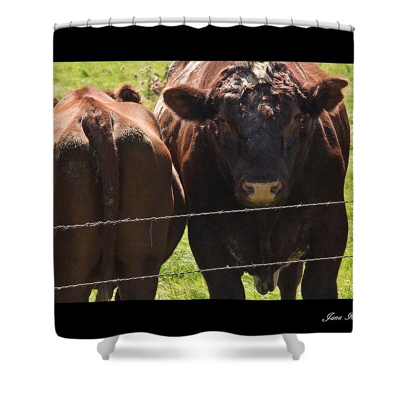 Cows Shower Curtain featuring the photograph Butt Head by Jana Rosenkranz