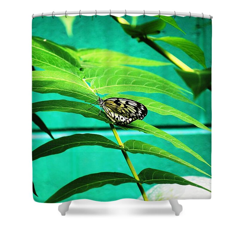 Butterfly Shower Curtain featuring the photograph Butterfly 002 by Donn Ingemie