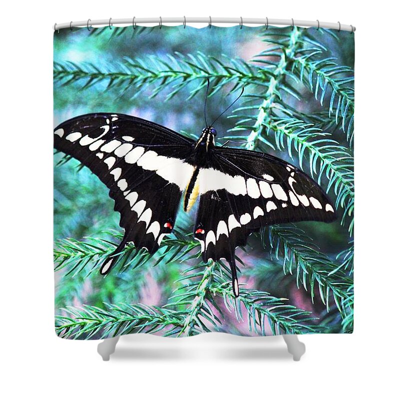 Butterfly Shower Curtain featuring the photograph Butterfly 008 by Donn Ingemie