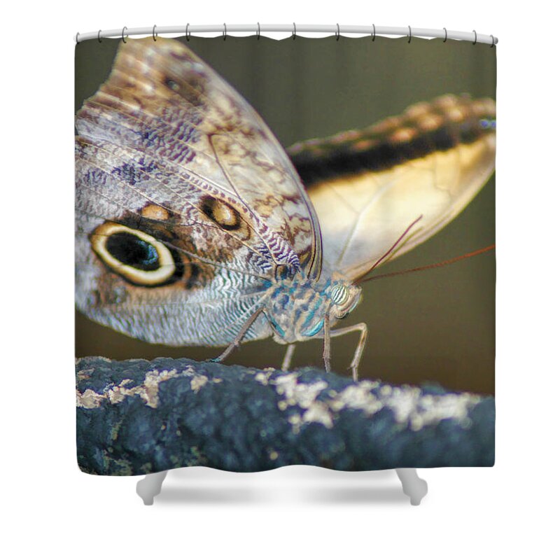 Bird Shower Curtain featuring the photograph Butterfly No1 by Sam Davis Johnson