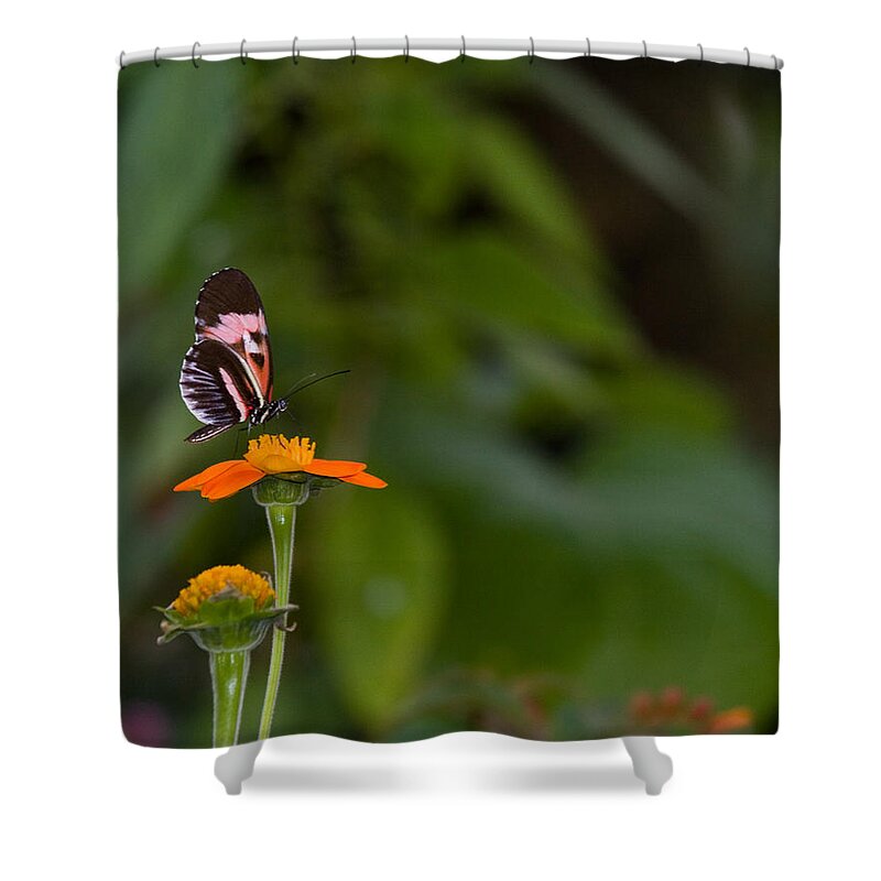 Butterfly Shower Curtain featuring the photograph Butterfly 26 by Michael Fryd