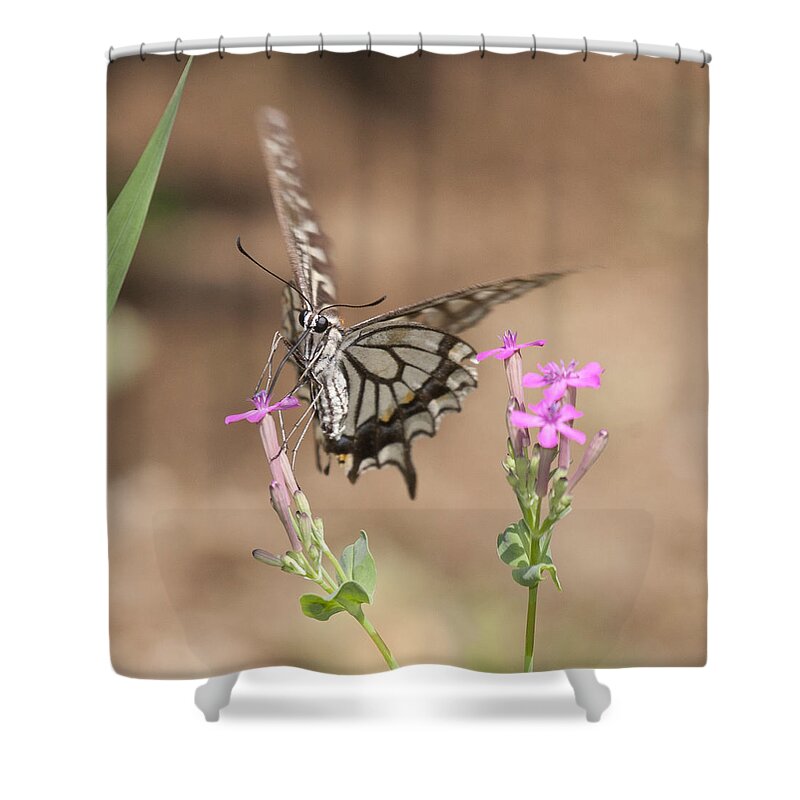 Butterfly Shower Curtain featuring the photograph Butterfly And Flower by Masami Iida