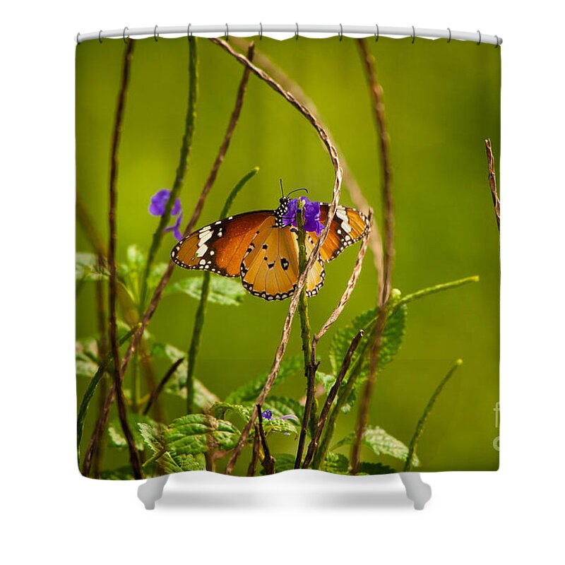 Beautiful Butterfly Photos Shower Curtain featuring the photograph Butterfly and Flower by Venura Herath