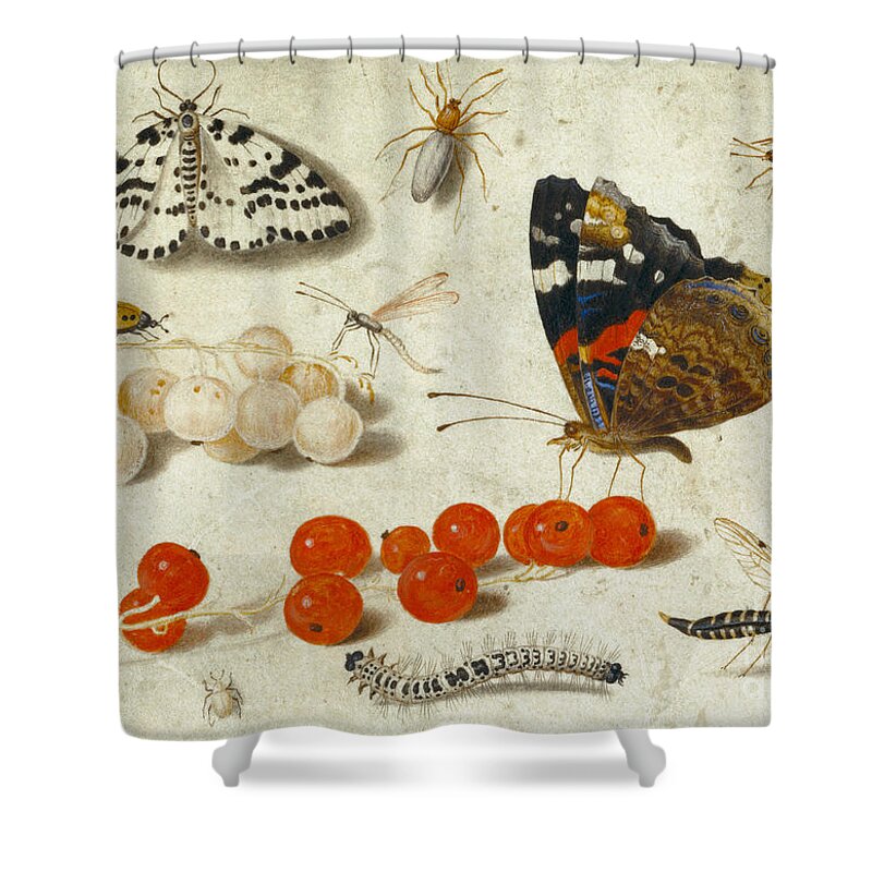 Butterfly Shower Curtain featuring the painting Butterfly, Caterpillar, Moth, Insects and Currants by Jan Van Kessel