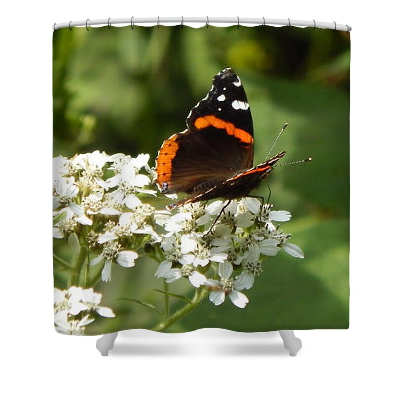Art Shower Curtain featuring the photograph Butterfly by Chris Tarpening