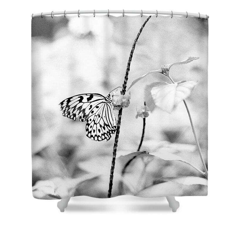 Butterfly Shower Curtain featuring the pyrography Butterfly Eatting by Joseph Caban